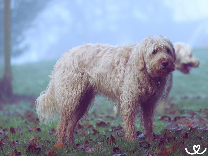 Psi-plemeno-otterhound (3)
